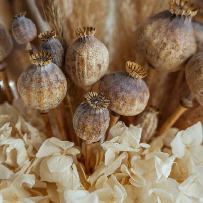 Bouquet pavot et pampas par Oyaneprod